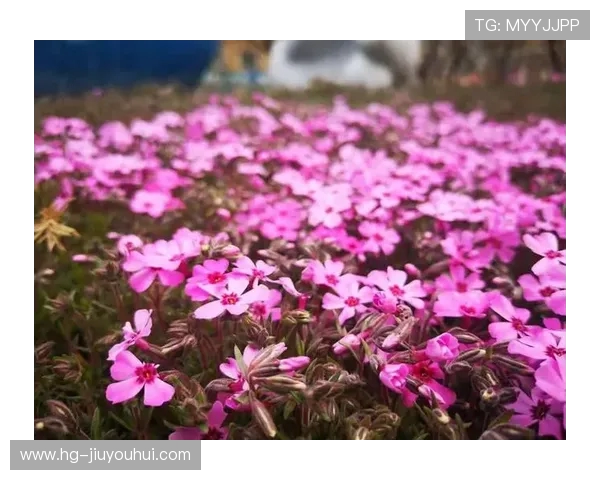 躲猫猫大赛足球馆欢乐开赛 让你在运动中体验别样乐趣